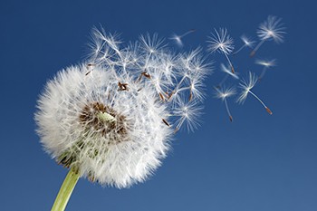 Dandelion with seeds blowing away in the wind across a clear blue sky